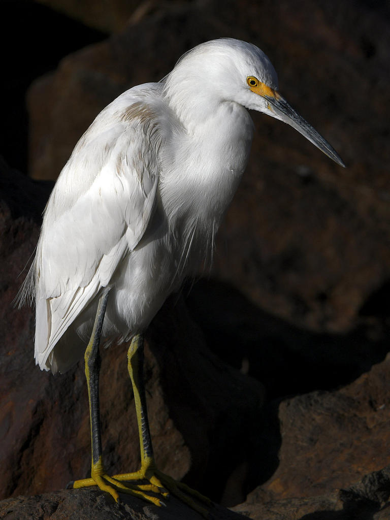 Egret2.jpg