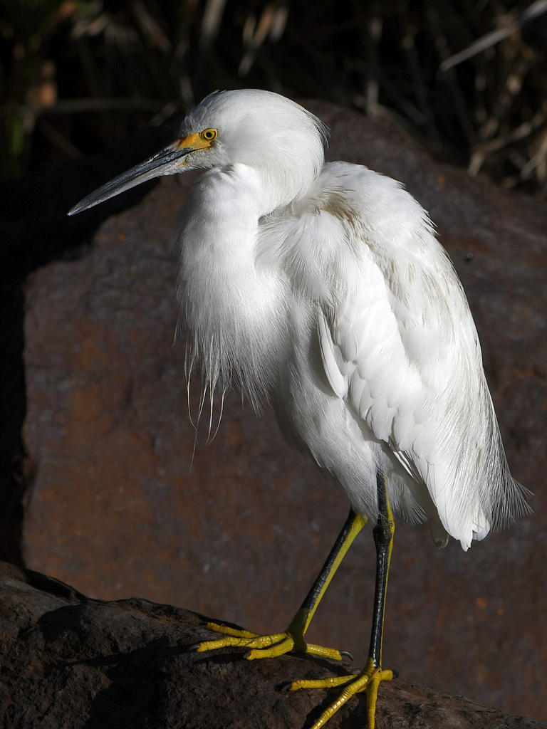 Egret2.jpg