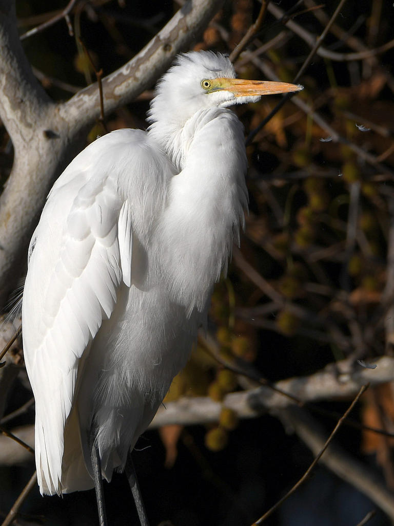 Egret2.jpg
