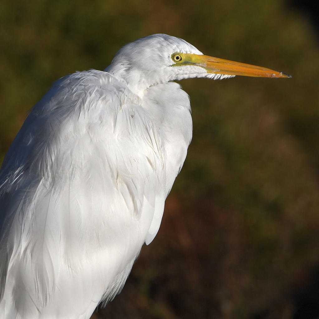 Egret2.jpg