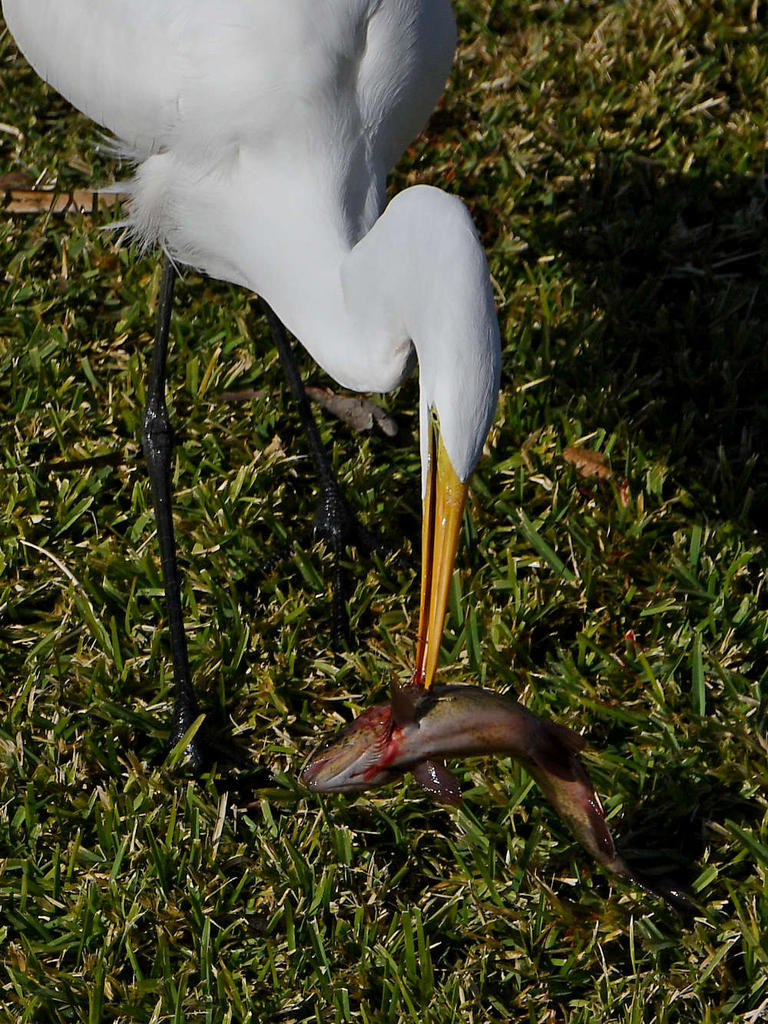 Egret2.jpg