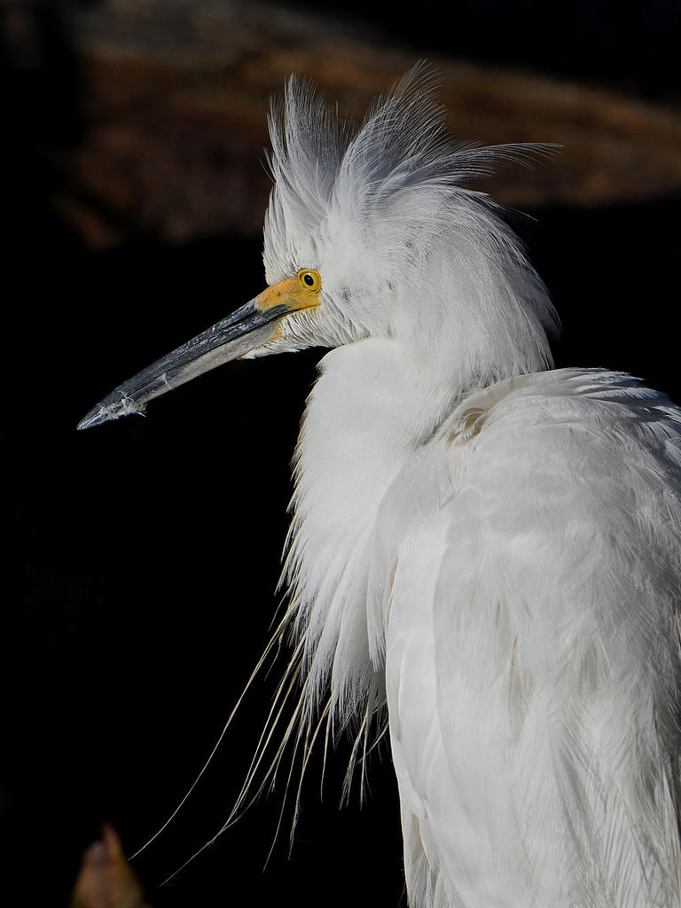 Egret2.jpg