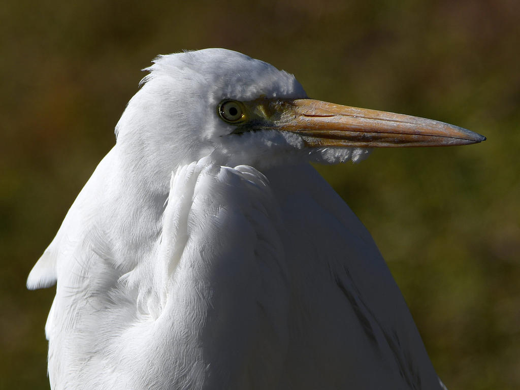 Egret2.jpg