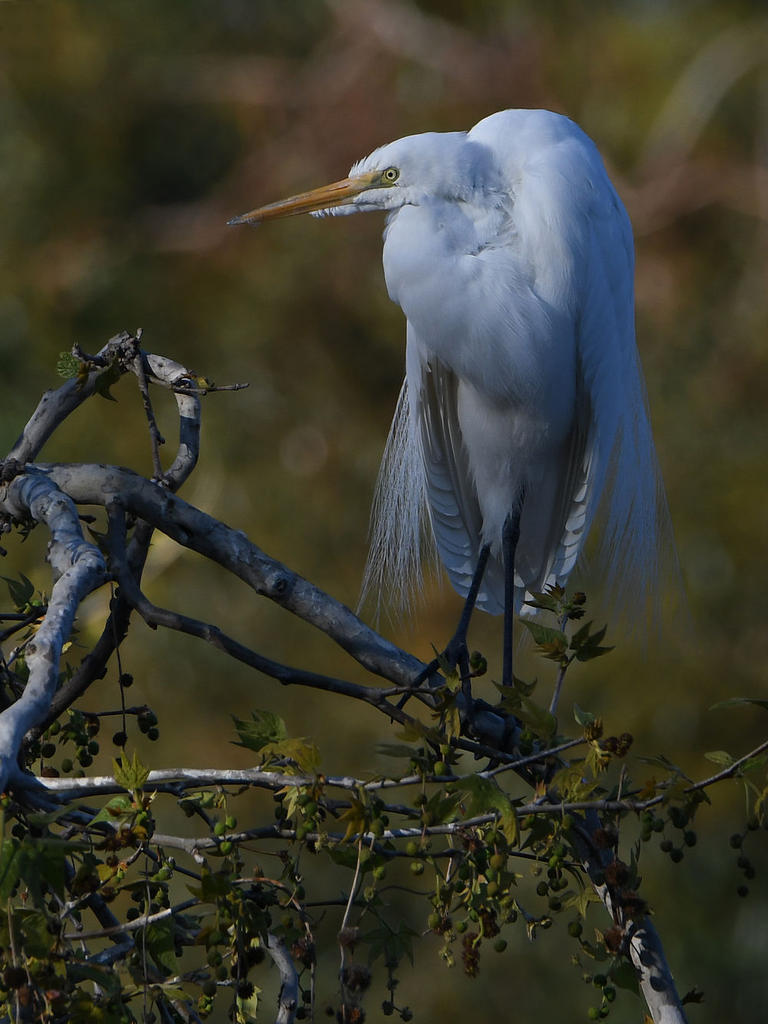 Egret2.jpg