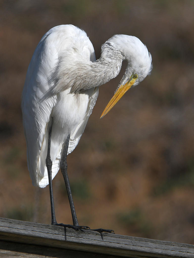 Egret2.jpg