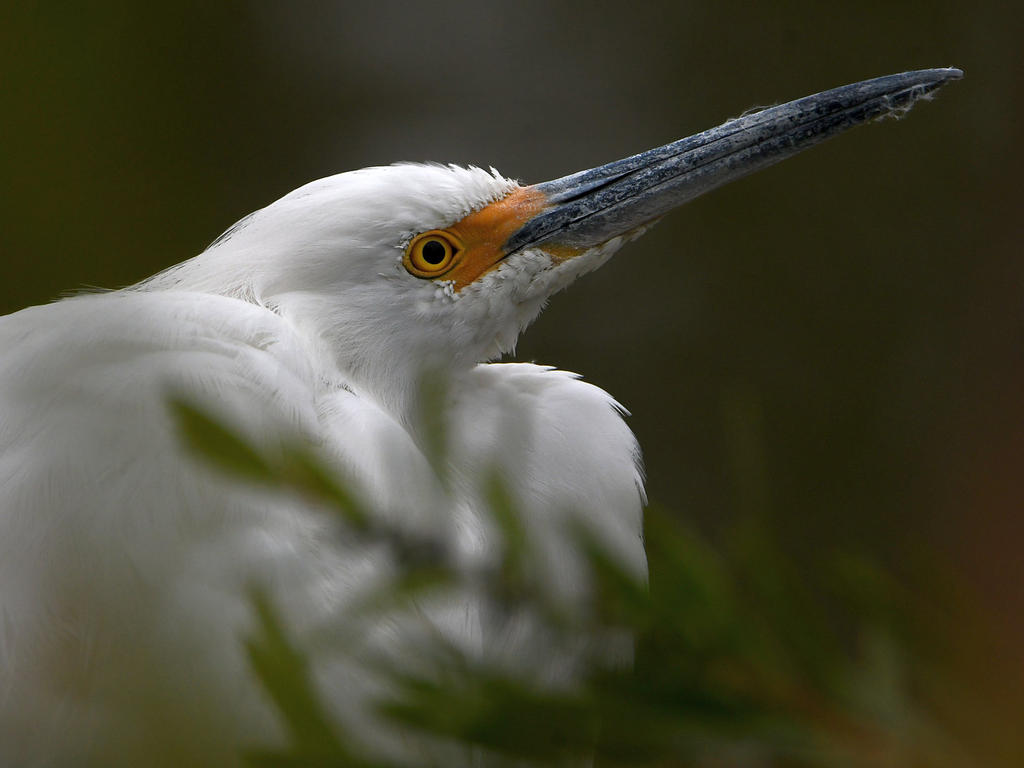 Egret2.jpg