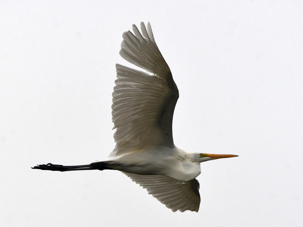 Egret2.jpg