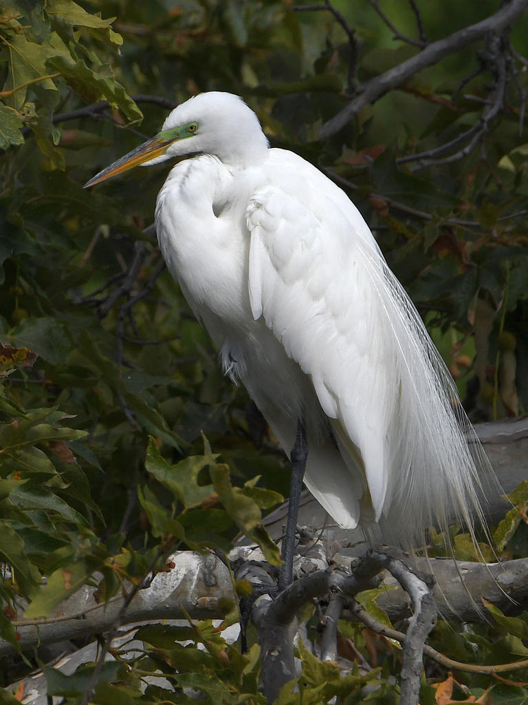 Egret2.jpg