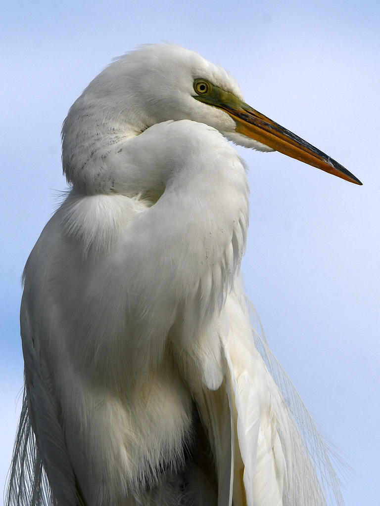 Egret2.jpg