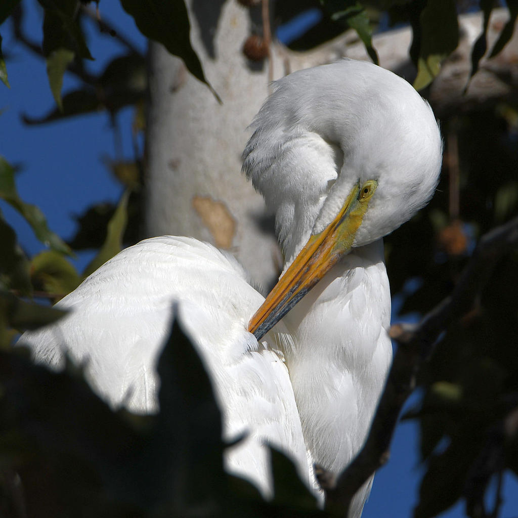 Egret2.jpg