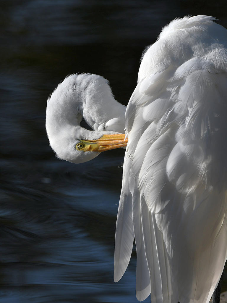 Egret2.jpg