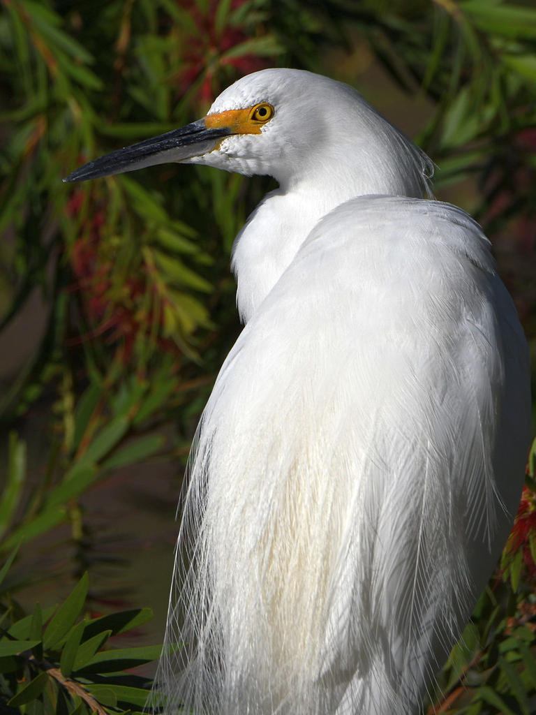 Egret2.jpg