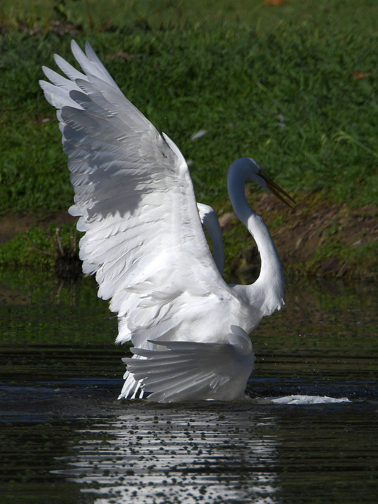 Egret2.jpg