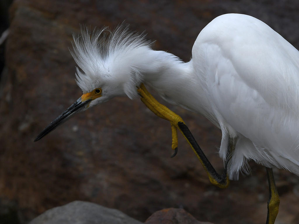 Egret2.jpg