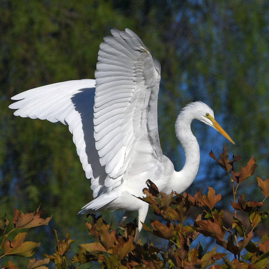 Egret2.jpg