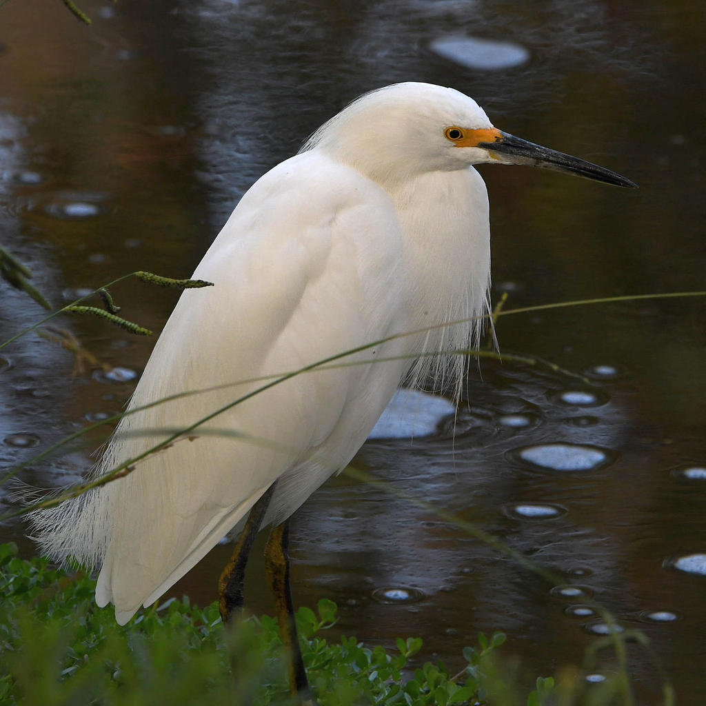 Egret2.jpg