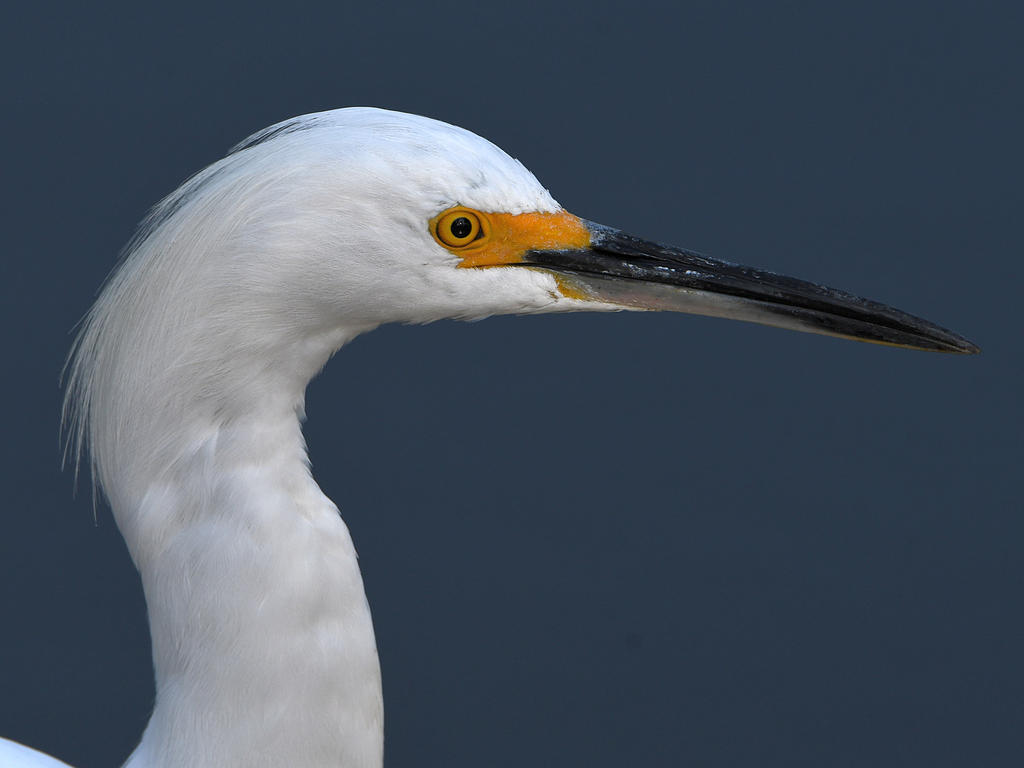 Egret2.jpg