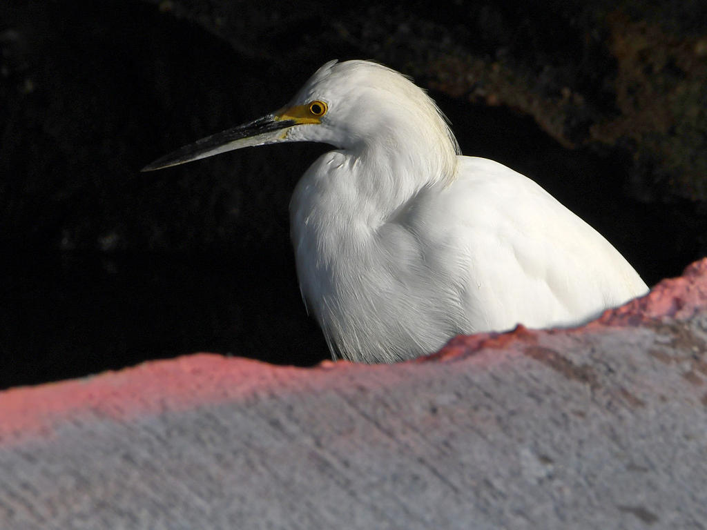 Egret2.jpg