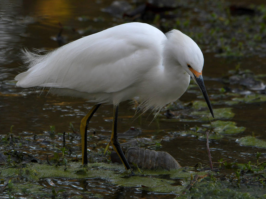 Egret2.jpg