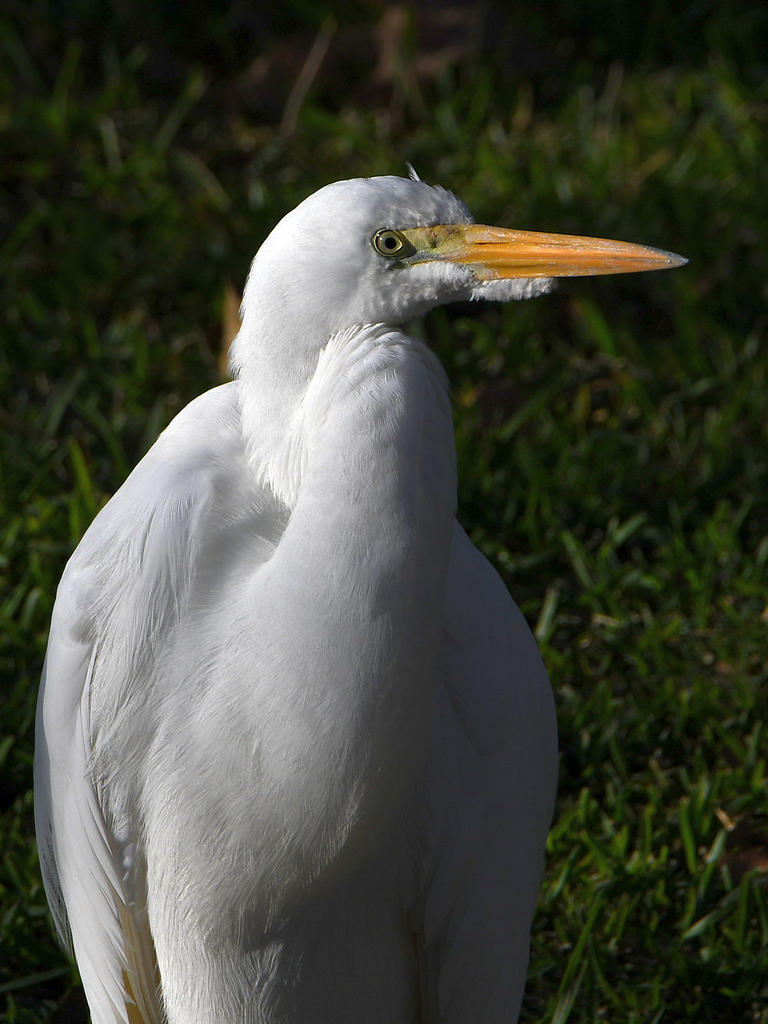 Egret2.jpg