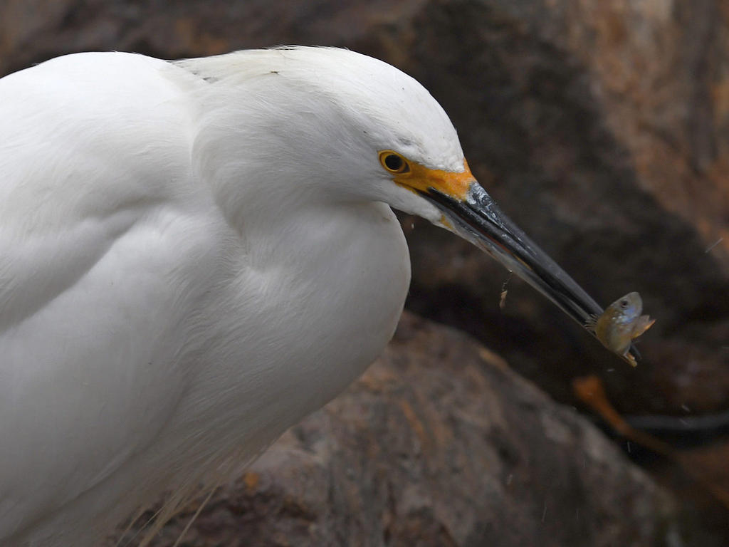 Egret2.jpg
