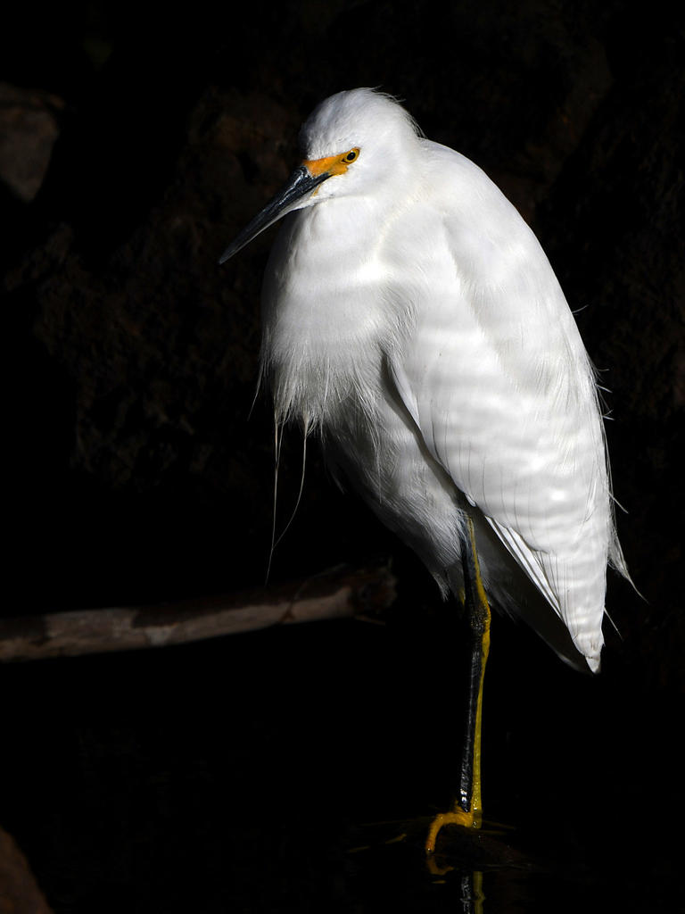 Egret2.jpg