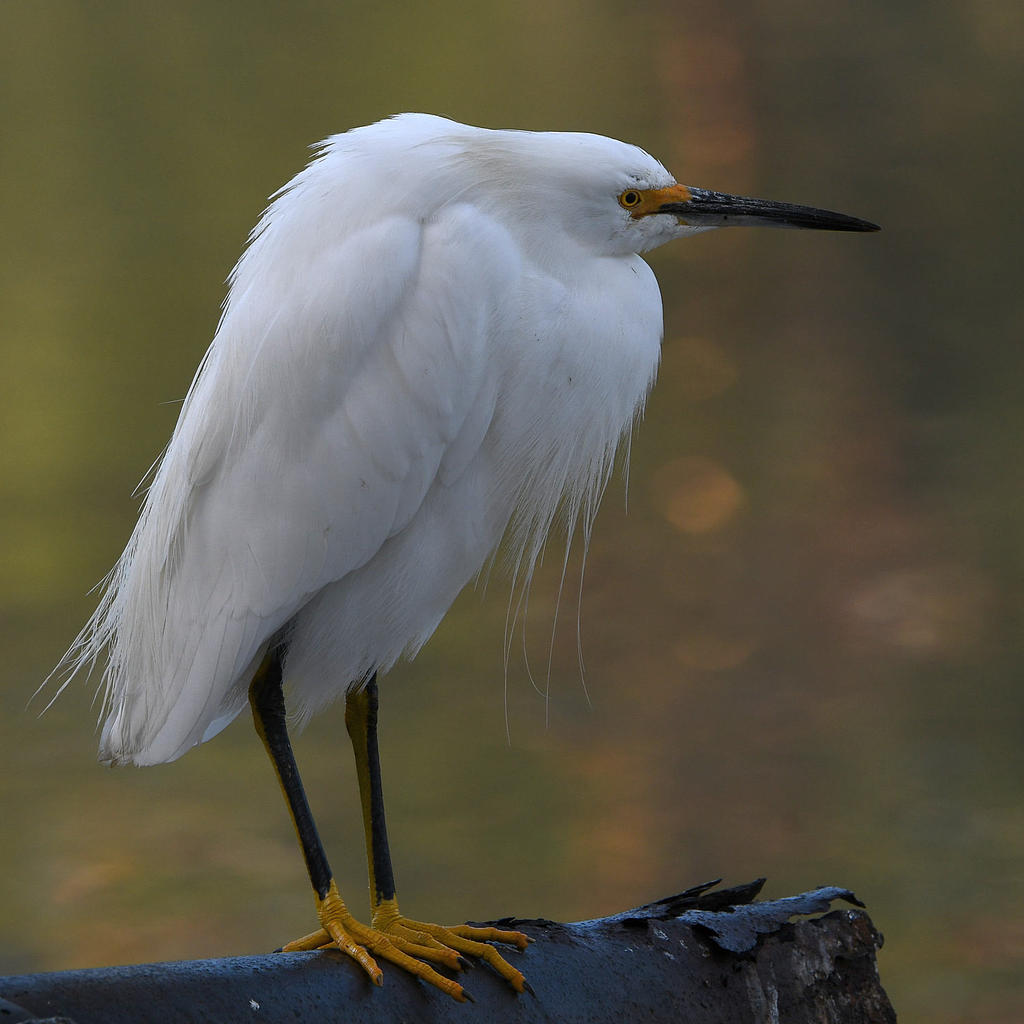 Egret2.jpg