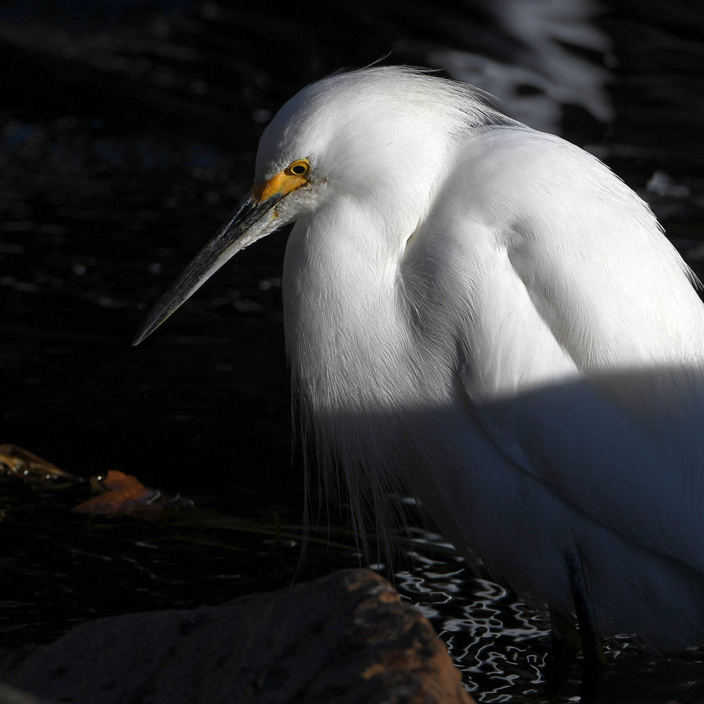 Egret2.jpg