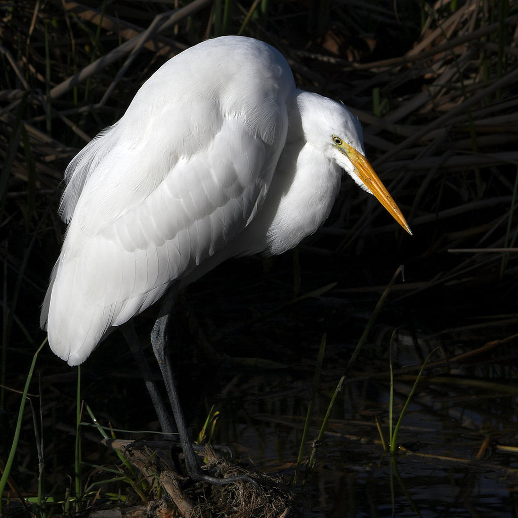Egret2.jpg