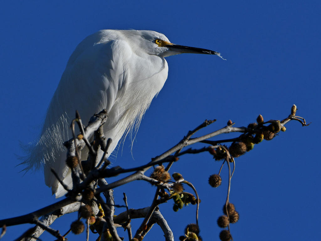 Egret2.jpg
