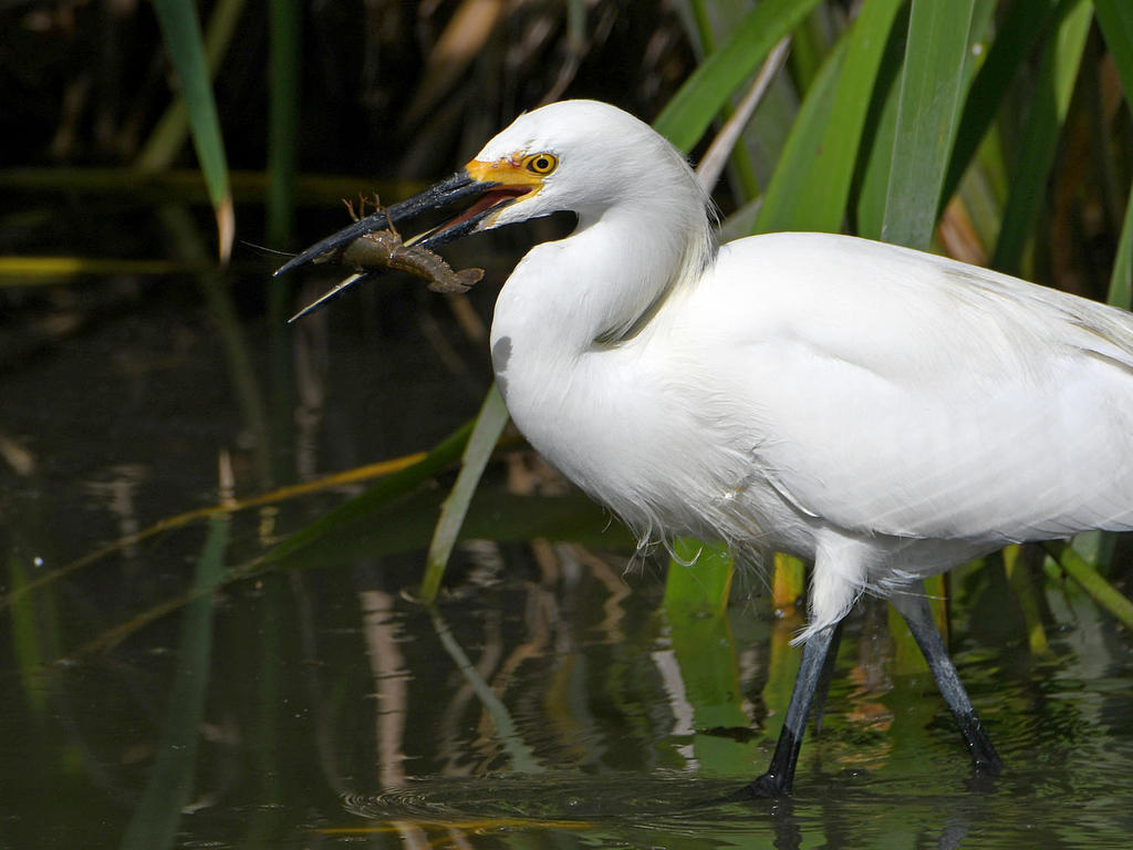 Egret2.jpg