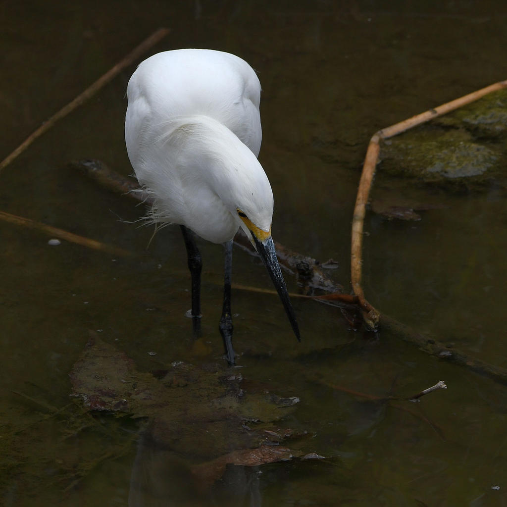 Egret2.jpg