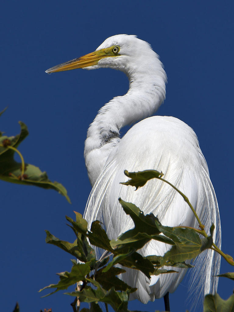Egret2.jpg