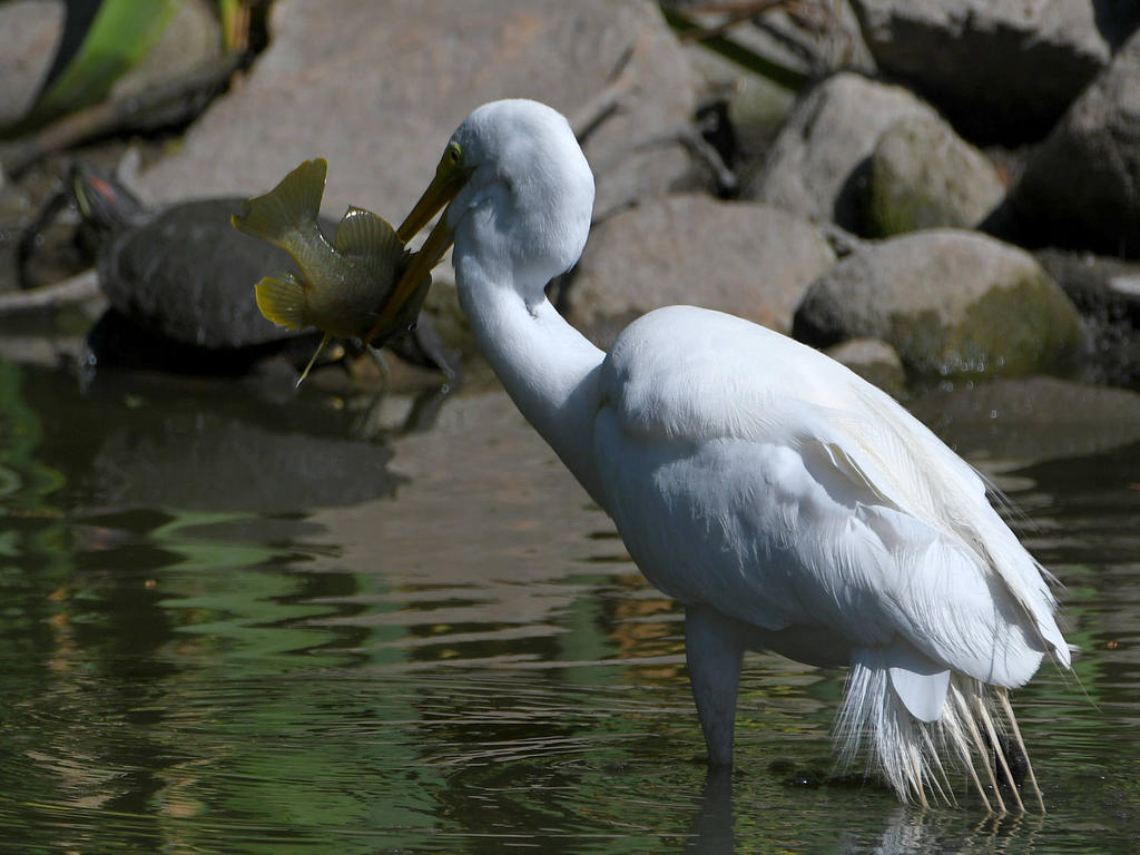 Egret2.jpg