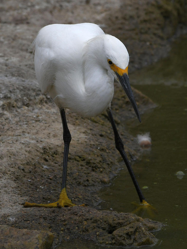 Egret2.jpg