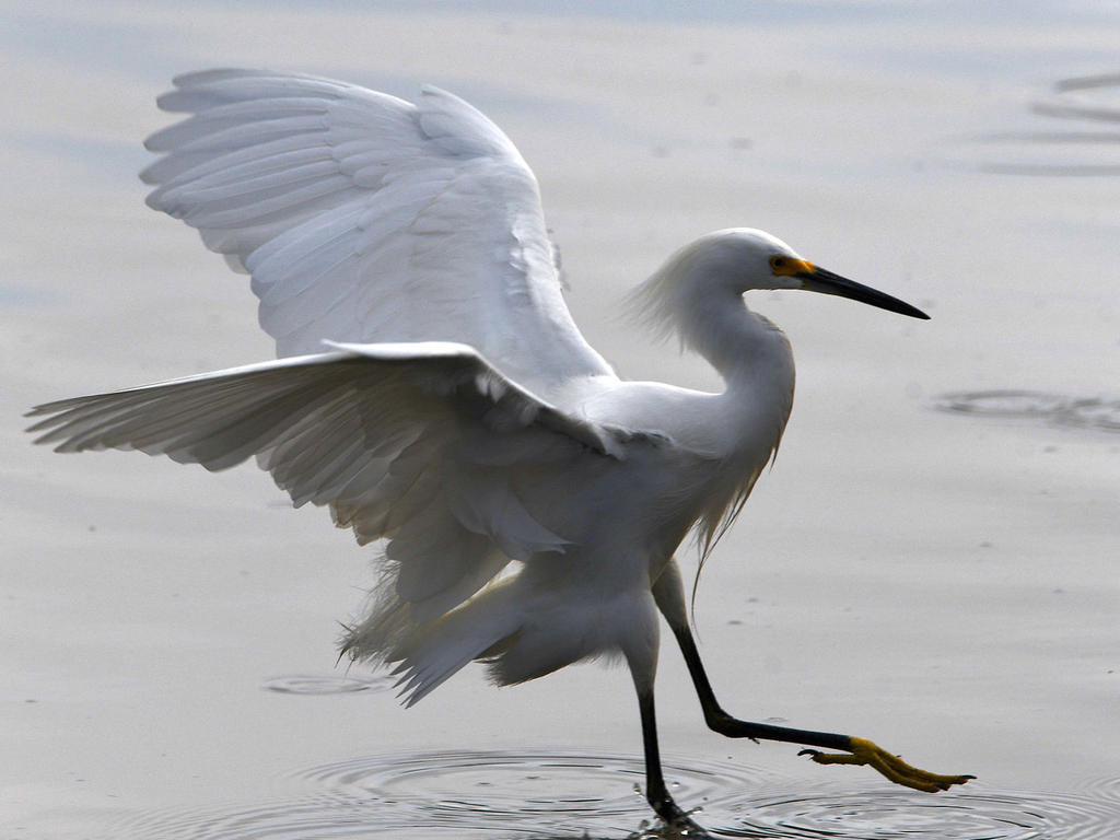 Egret2.jpg
