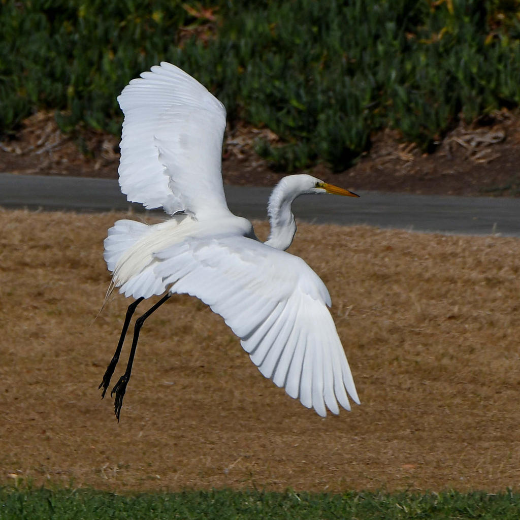 Egret2.jpg
