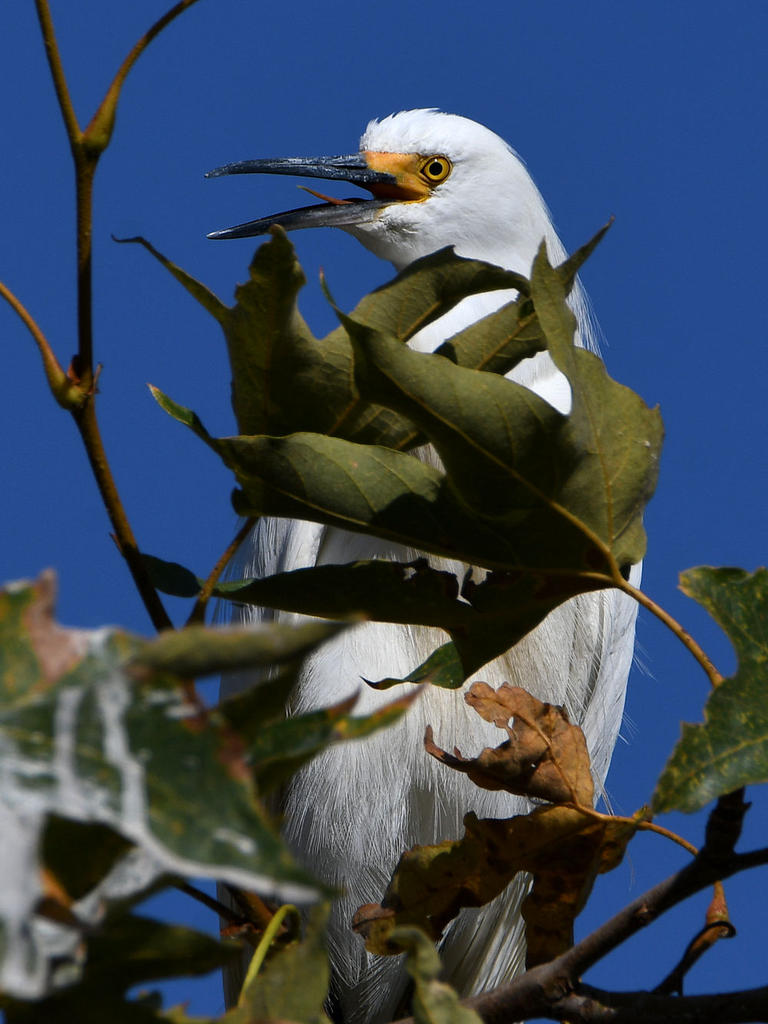Egret2.jpg