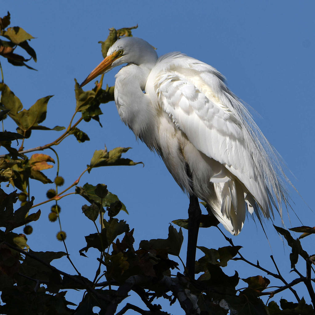 Egret2.jpg