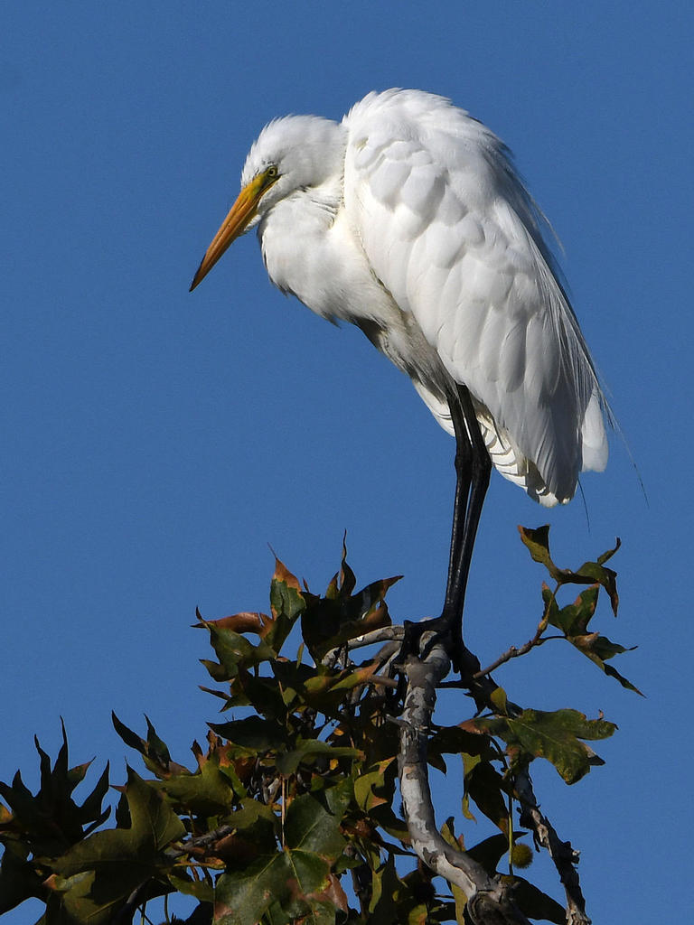 Egret2.jpg
