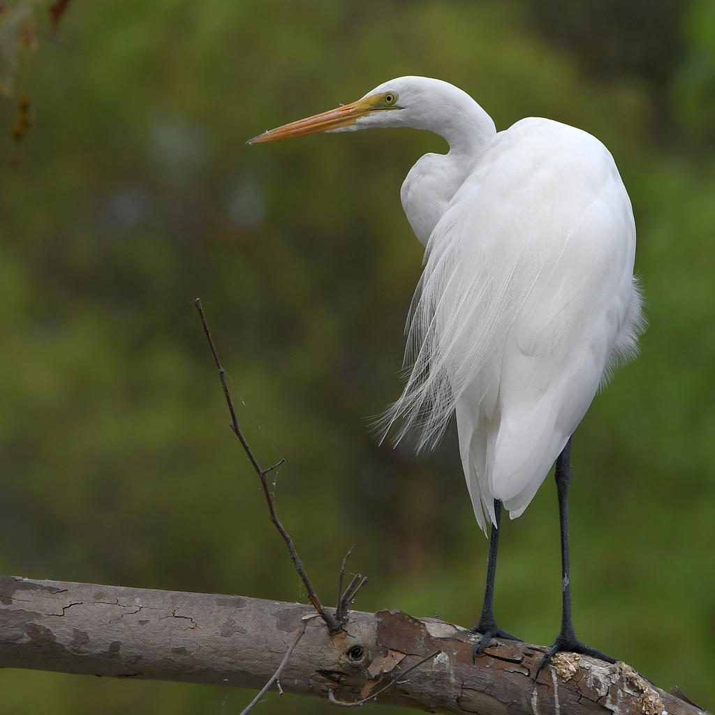 Egret2.jpg