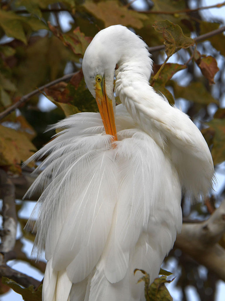 Egret2.jpg