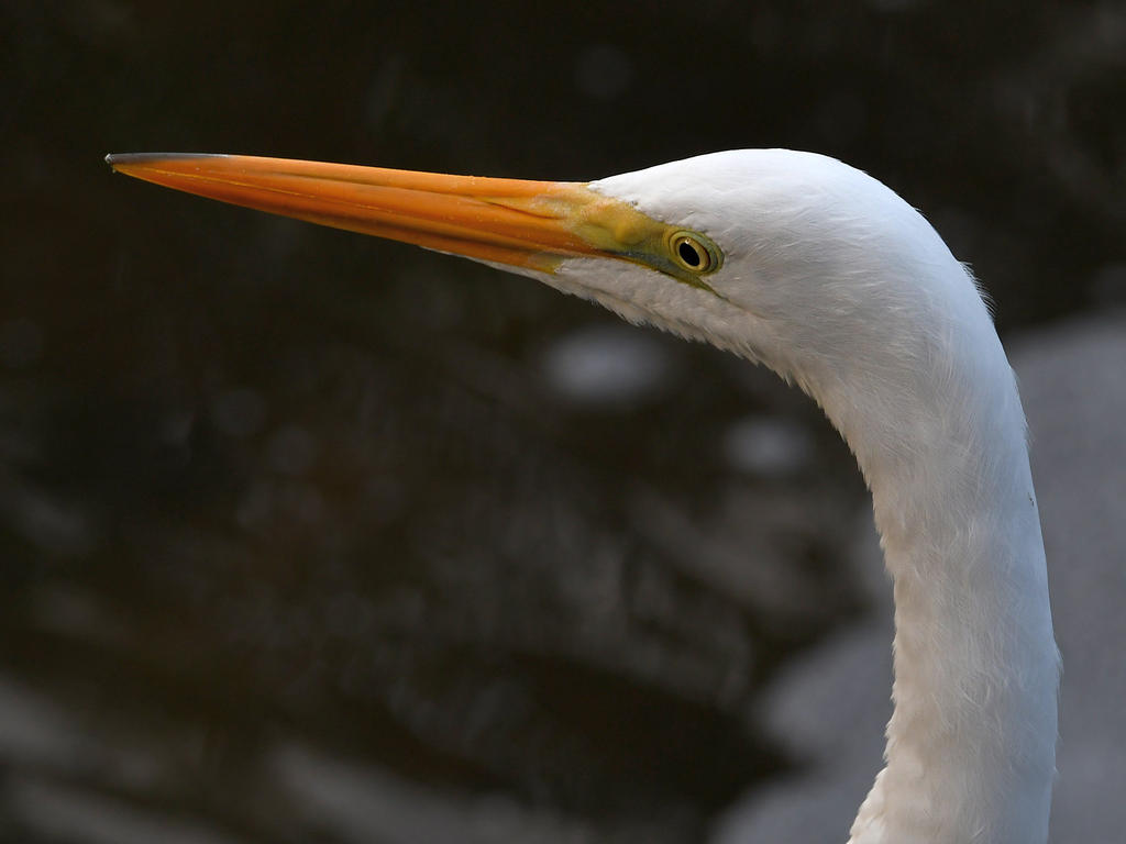 Egret2.jpg