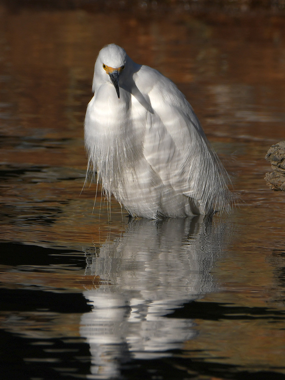 Egret2.jpg