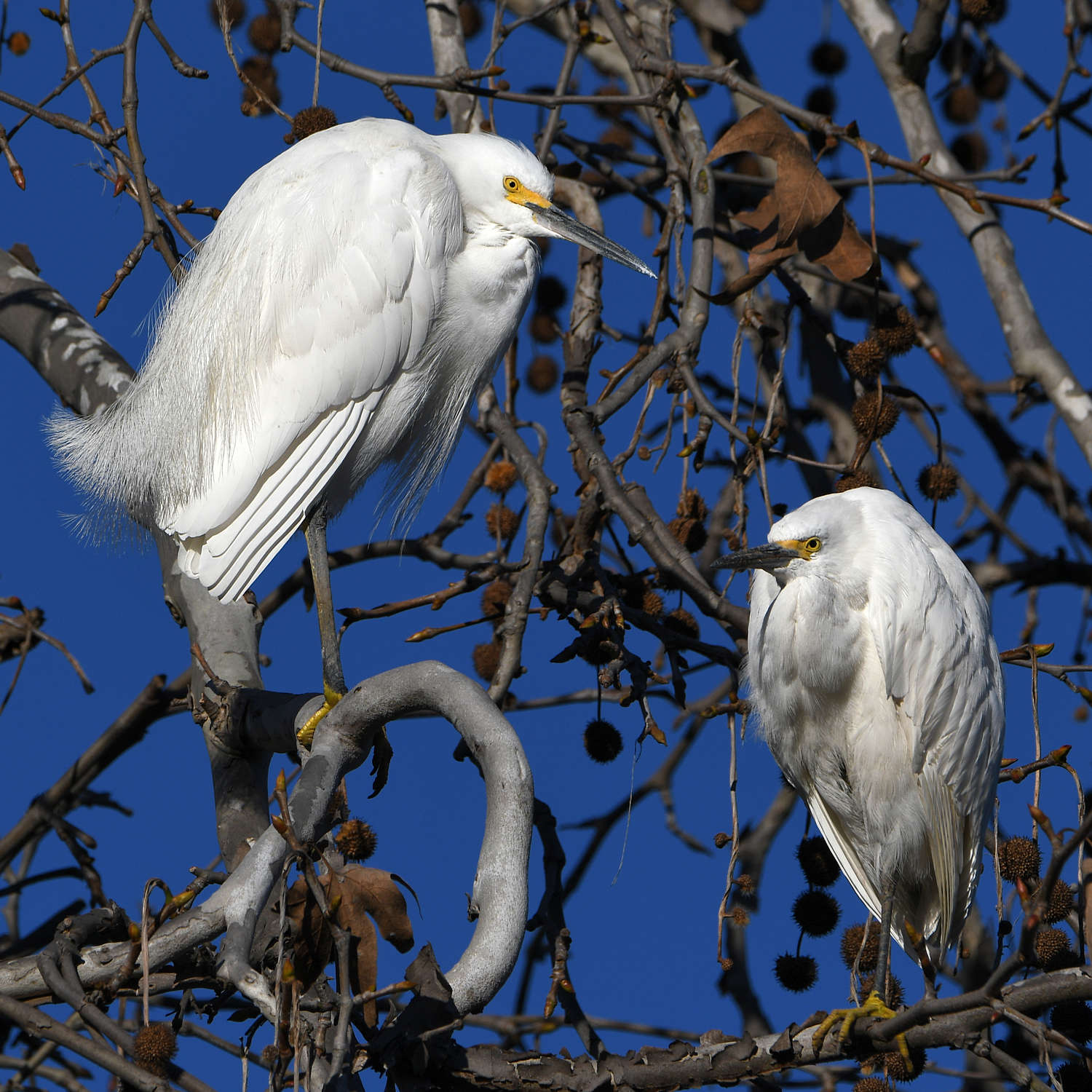 Egret2.jpg