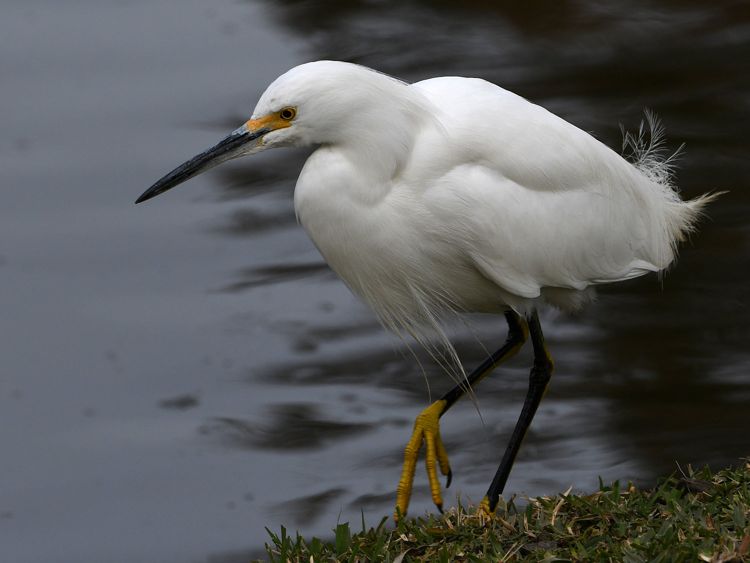 Egret2.jpg