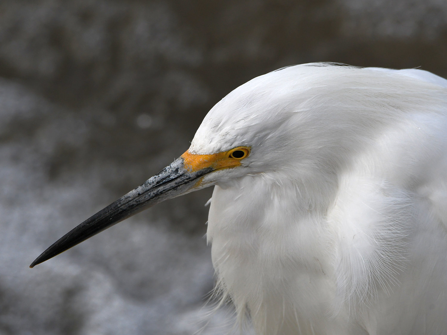 Egret2.jpg