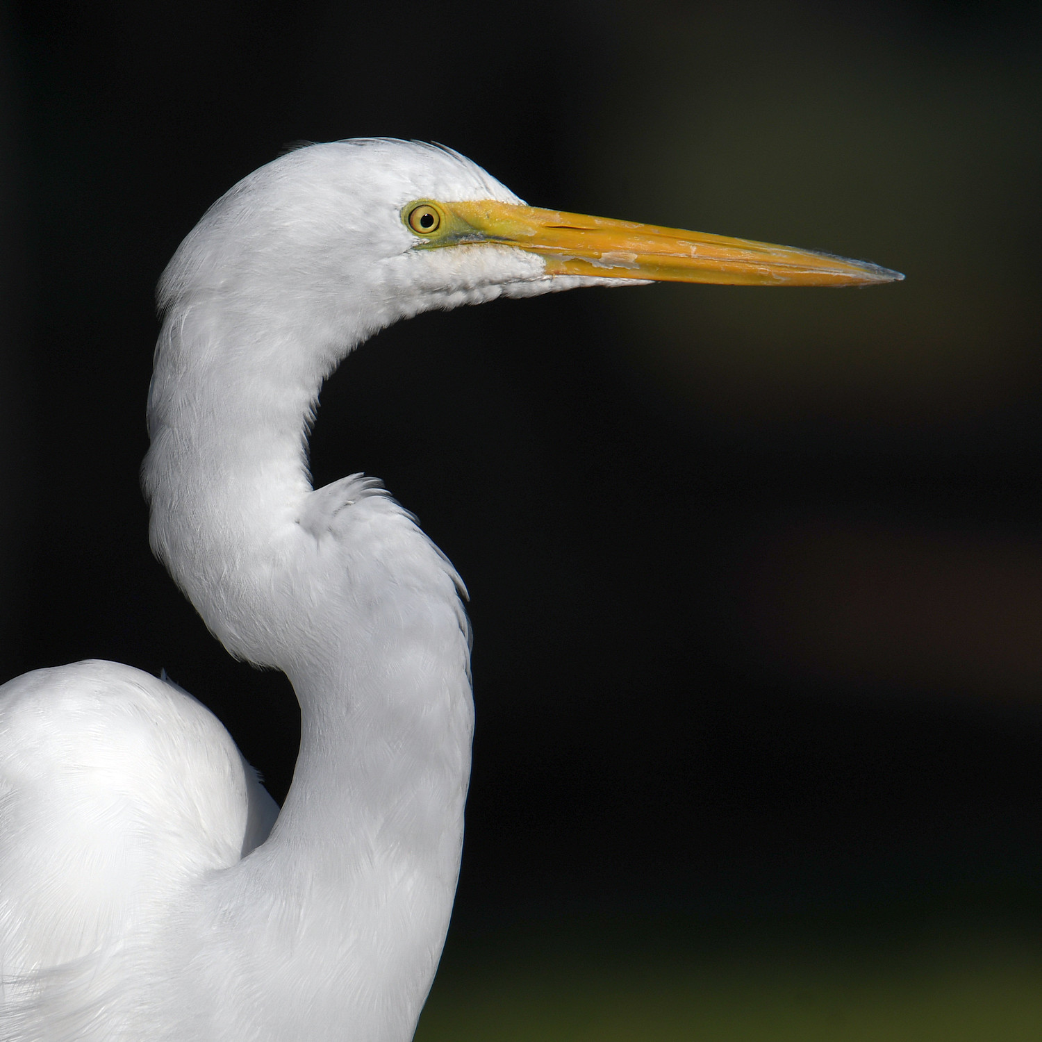 Egret2.jpg