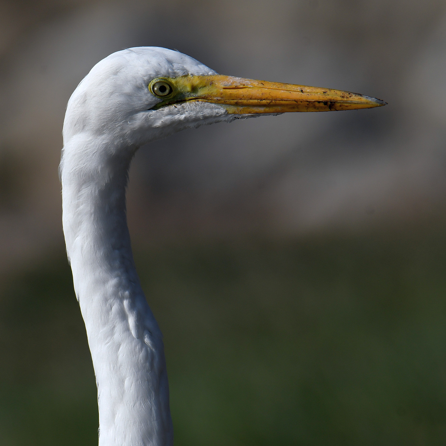 Egret2.jpg