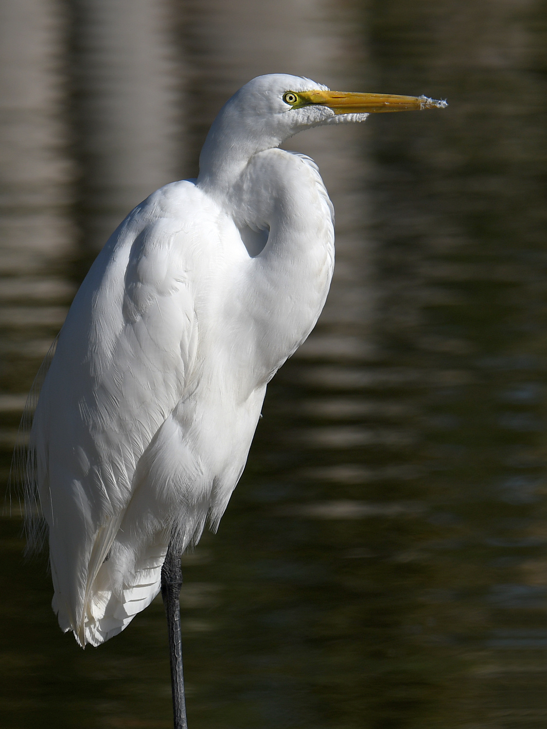Egret2.jpg